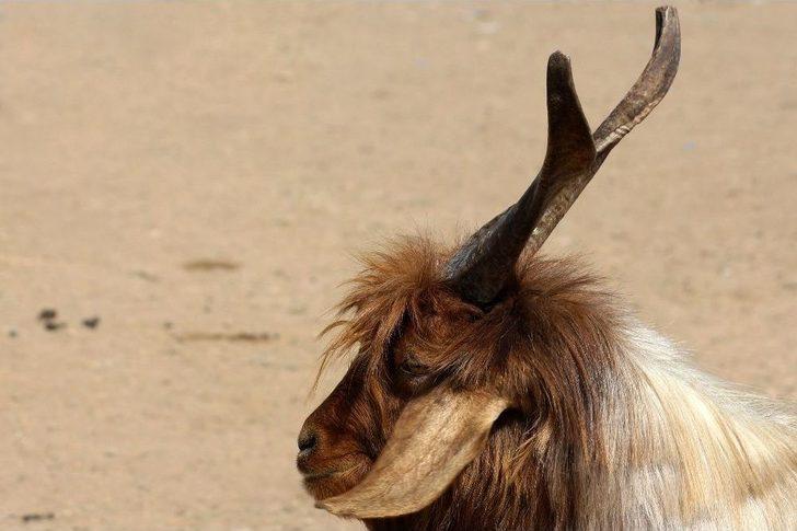 Prof. Dr. Aslan’dan Üreticileri Ve Tüketicileri Rahatlatan Açıklama G4