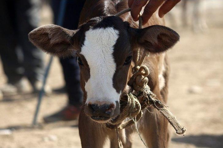 Prof. Dr. Aslan’dan Üreticileri Ve Tüketicileri Rahatlatan Açıklama G5