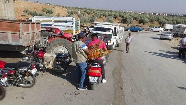 (özel) Motosikletle Kurbanlık Sevkıyatı