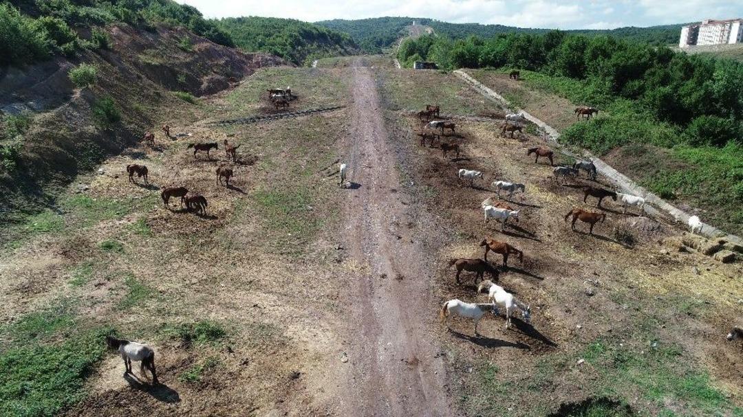 Beykoz&rsquo;daki Atlar Kamyonlarla Şehir Dışına G&ouml;t&uuml;r&uuml;l&uuml;yor