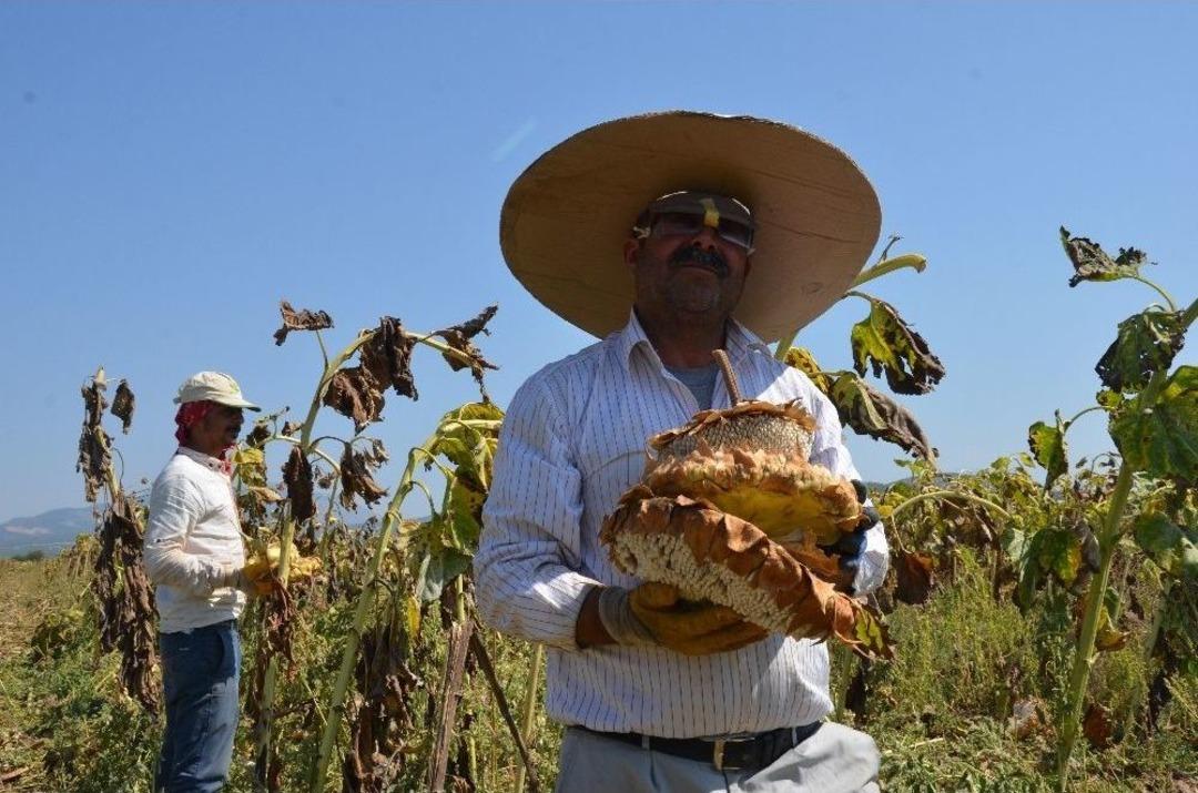 Tavas Ovası&rsquo;nda Ay&ccedil;i&ccedil;eği Hasadı Başladı