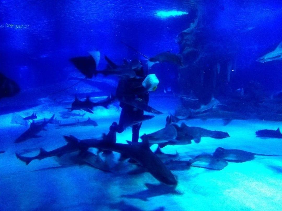 Kum Kaplanı K&ouml;pek Balıkları&rsquo;nın Beslenme Saatine Yoğun İlgi