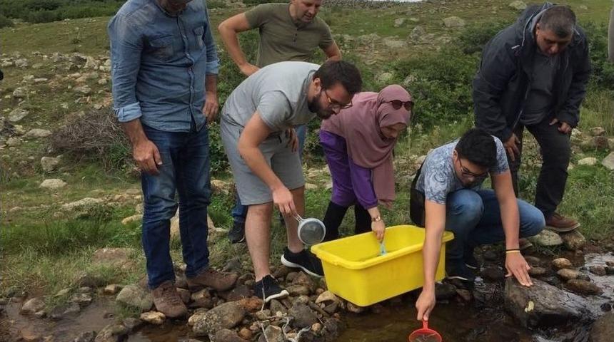 Giresun’a Yıl İçerisinde 100 Binden Fazla Alabalık Salımı Yapıldı
