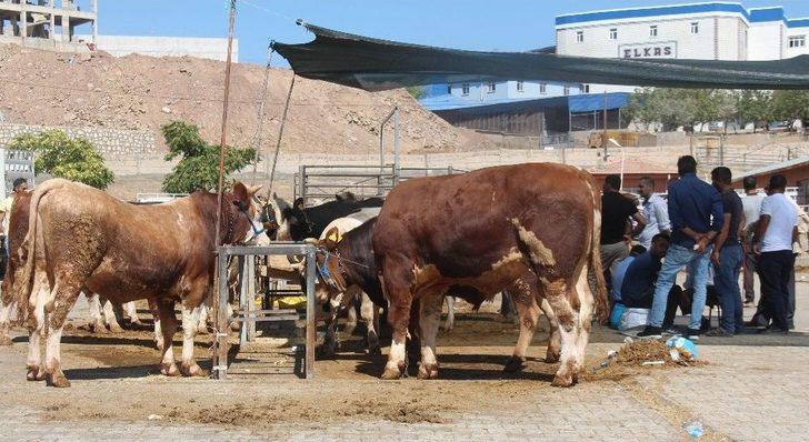Kurban Pazarında Yoğunluk G5