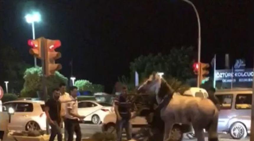 Faytona Koşulan At Yol Ortasında Yığıldı, Hayvanseverler Tepki Gösterdi