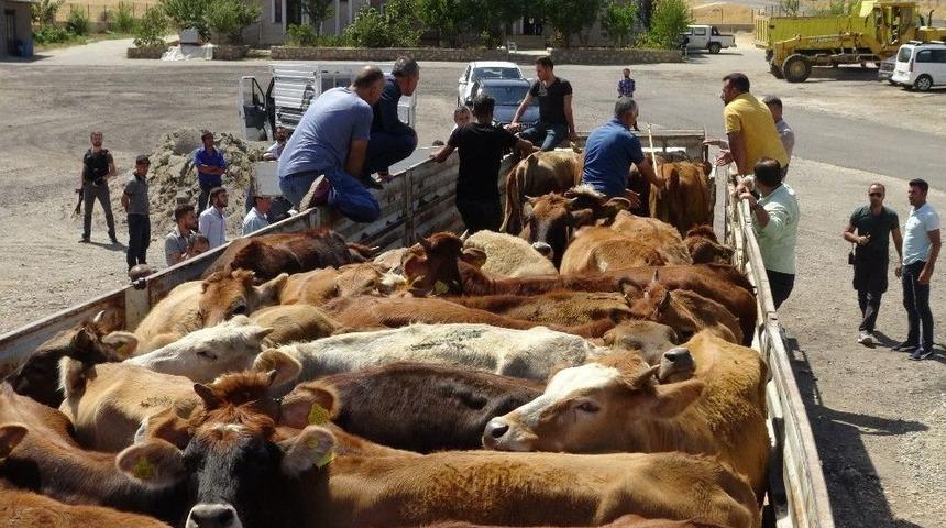 Gerc&uuml;ş&rsquo;te Gen&ccedil; &Ccedil;ift&ccedil;ilere B&uuml;y&uuml;kbaş Hayvan Dağıtıldı