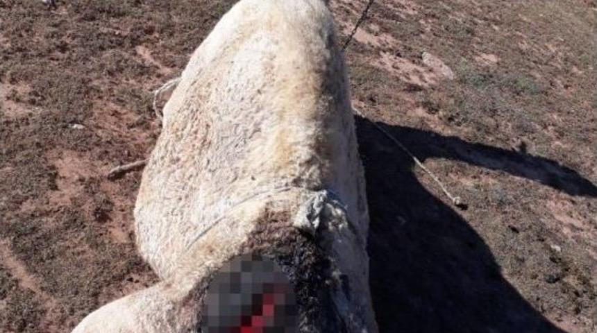 Vicdansızlığın B&ouml;ylesi G&ouml;r&uuml;lmedi