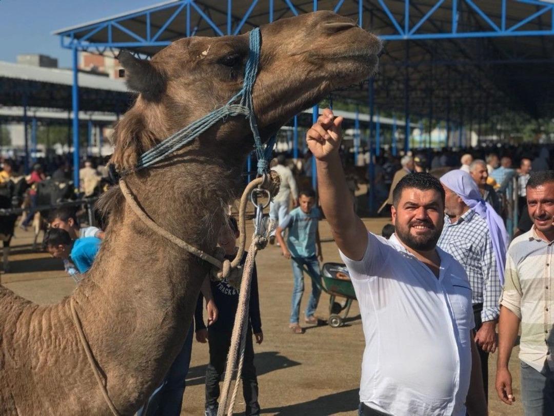 Siverek&rsquo;te Kurbanlıklar Satılmaya Başlandı