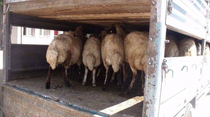 &Ouml;zalp İl&ccedil;esinde 204 K&uuml;&ccedil;&uuml;kbaş Hayvan Dağıtıldı