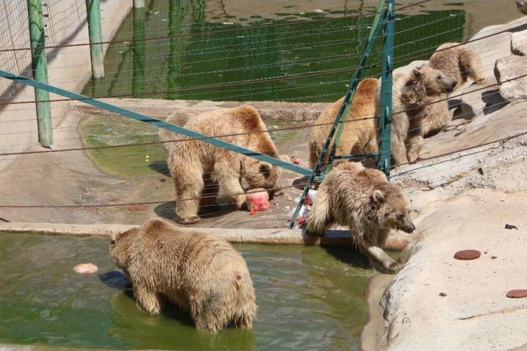 (&ouml;zel) Sıcak Havadan Etkilenen Hayvanlar Buzlu Kokteylle Serinletiliyor