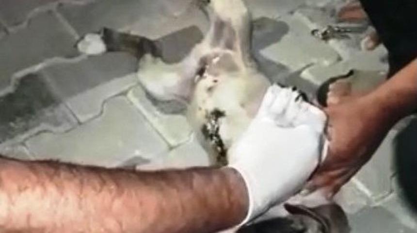 Hastane Personeli Ayağı Kırık K&ouml;pek İ&ccedil;in Seferber Oldu