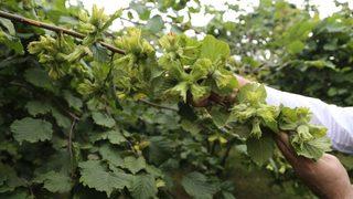 Fındıkta ‘iyi Tarım’ Yapan Üretici Arttı