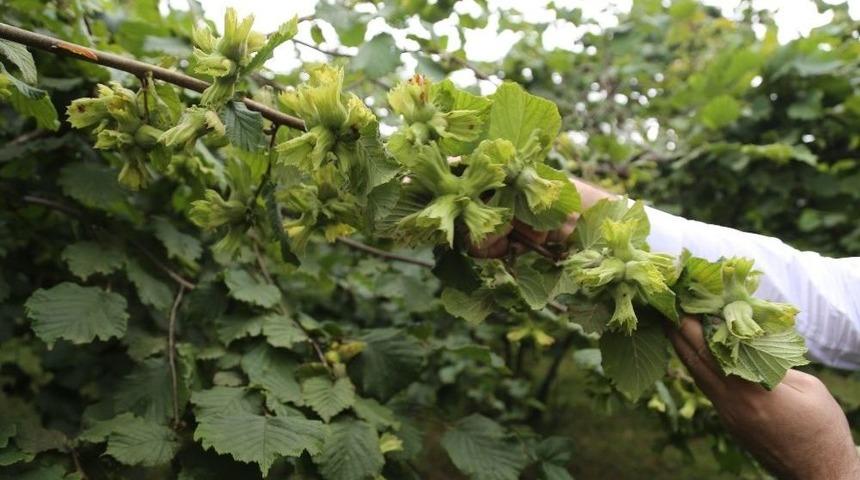 Fındıkta ‘iyi Tarım’ Yapan Üretici Arttı