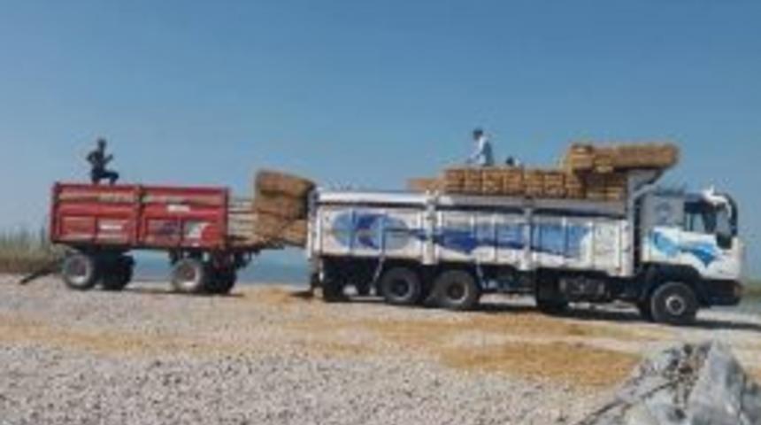 Gölkaşı Adasında Hasat Sona Erdi