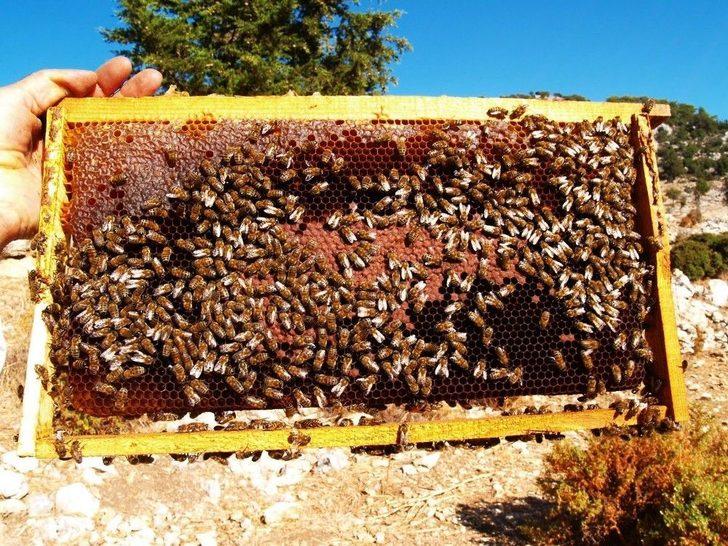 Muğla Çam Balı Tescillendi G4