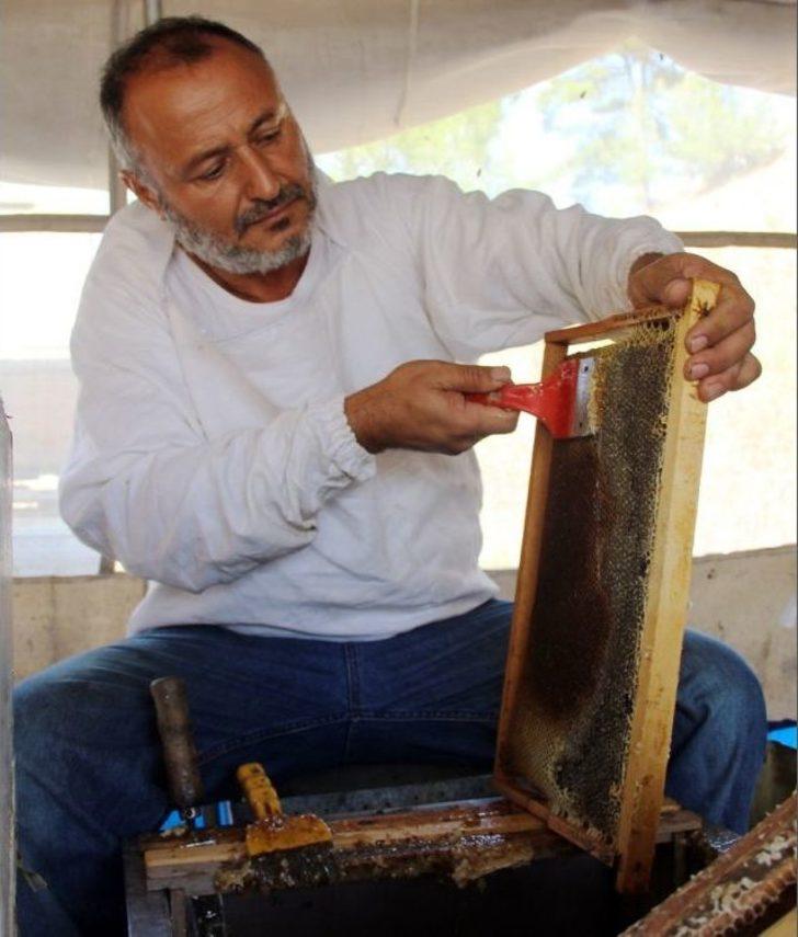 Muğla Çam Balı Tescillendi G1