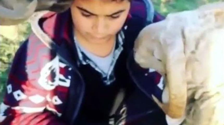 K&uuml;&ccedil;&uuml;k &Ccedil;ocuğun Kurbanlıklarla İmtihanı