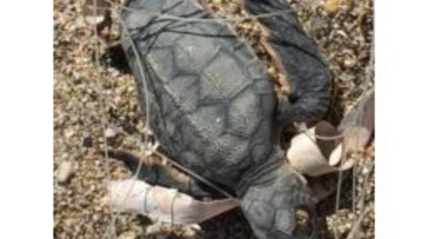Misinaya Dolanan Yavru Caretta Caretta Denize Ulaşamadı