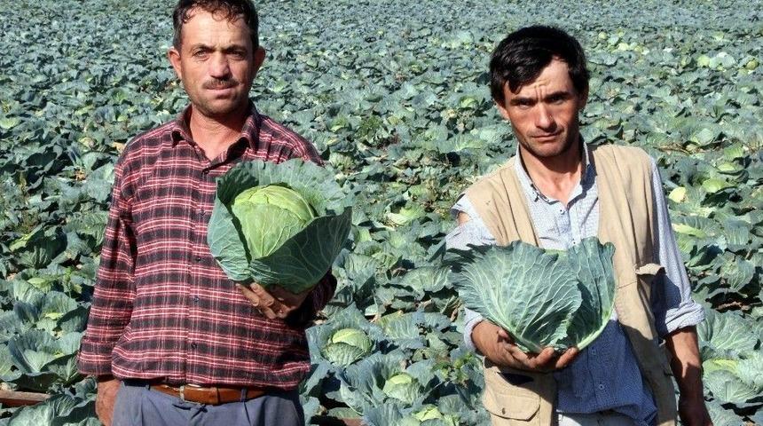 Lahana Merkezi “samsun”