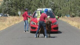 Ağrı’da Kurbanlık Koç İle Düğün Konvoyunun Önünü Kapattılar