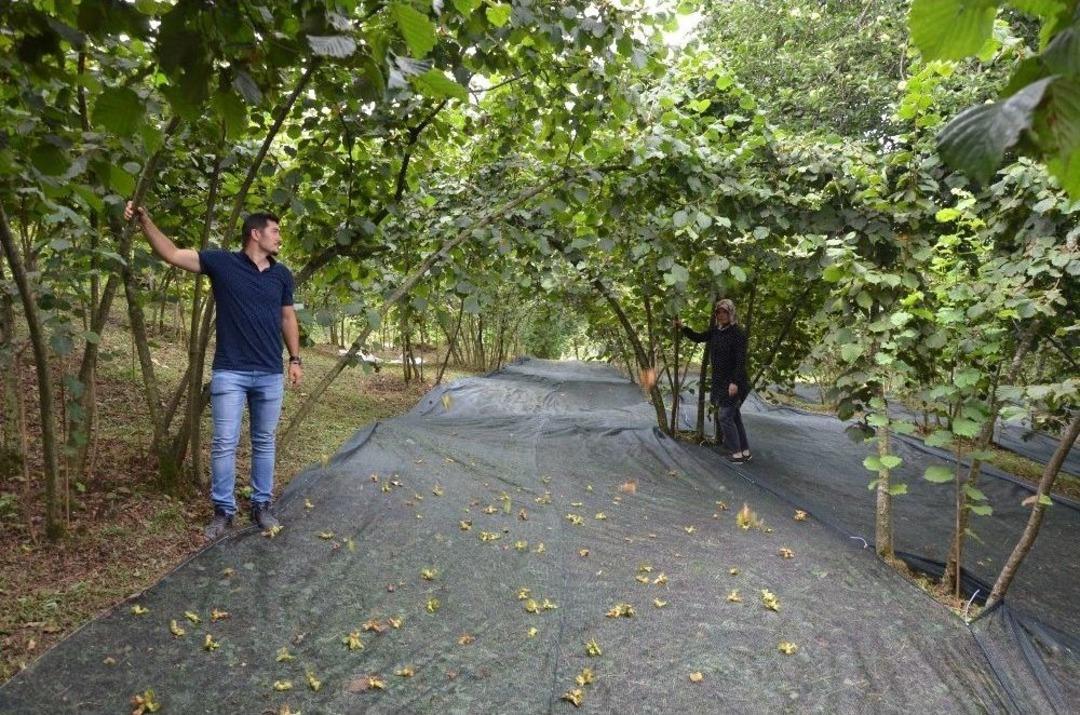 Fındık Hasadında &Ouml;rt&uuml; Kullanımı Uygulaması Fatsa&rsquo;da Ger&ccedil;ekleşti