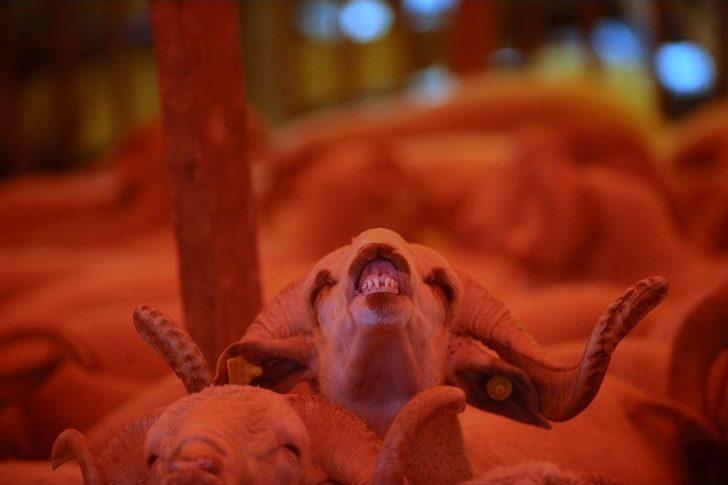 Kurban Pazarında Hareketlilik Devam Ediyor G1