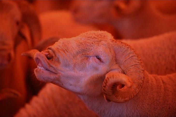 Kurban Pazarında Hareketlilik Devam Ediyor G2