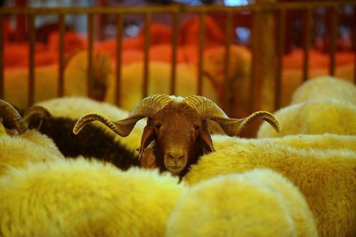 Kurban Pazarında Hareketlilik Devam Ediyor G3