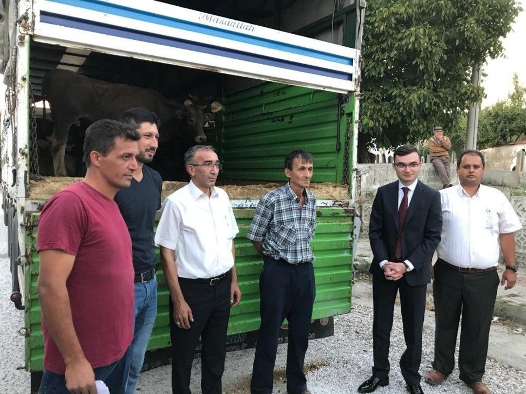 Domani&ccedil;&rsquo;te 8 Gen&ccedil; &Ccedil;ift&ccedil;i&rsquo;ye 5&rsquo;er Adet B&uuml;y&uuml;kbaş Hayvan