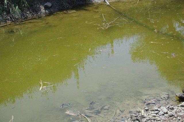 (özel) Türkiye’nin Can Damarı Sakarya Nehri Kurumaya Yüz Tuttu