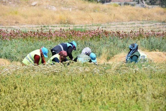 Kocasinan’da Tıbbi Ve Aromatik Bitkilerin Hasadı Başladı