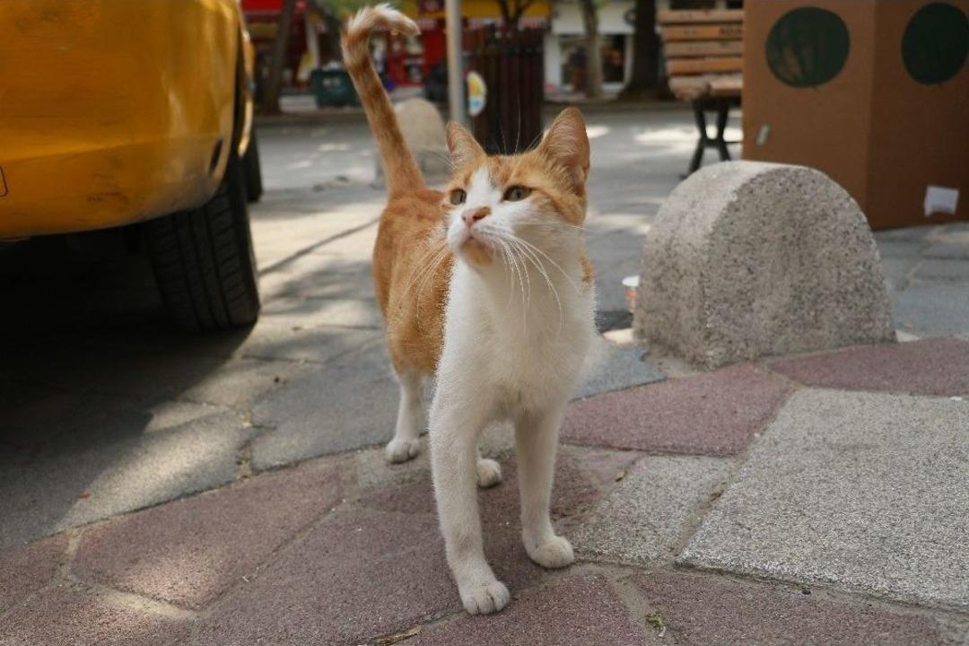 "mırmır"ı G&ouml;ren K&ouml;pekler Yolunu Değiştiriyor