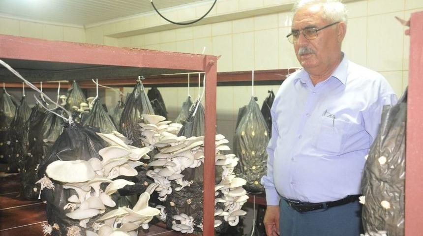 Mantar Yetiştiriciliği Kursunda İstiridye Mantarı Hasadı Yapıldı