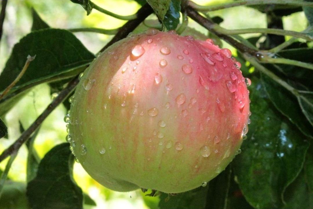 (&ouml;zel) Kaybolmaya Y&uuml;z Tutmuş Meyveler Koruma Altına Alındı