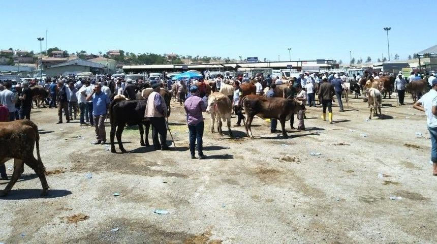 Malatya Hayvan Pazarında Arefe Yoğunluğu