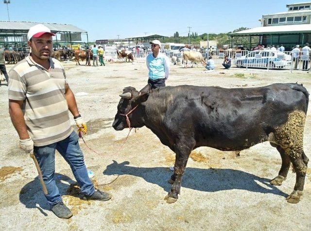 Malatya Hayvan Pazarında Arefe Yoğunluğu