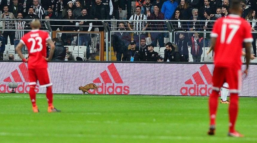 Sahaya Kedi Girdi, Oyun Durdu