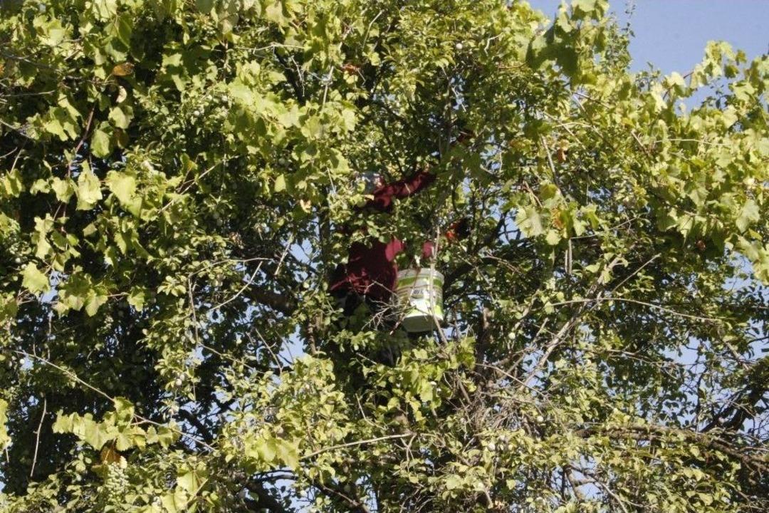 (&ouml;zel) Beyt&uuml;şşebap&rsquo;ta Erik Hasadı Başladı