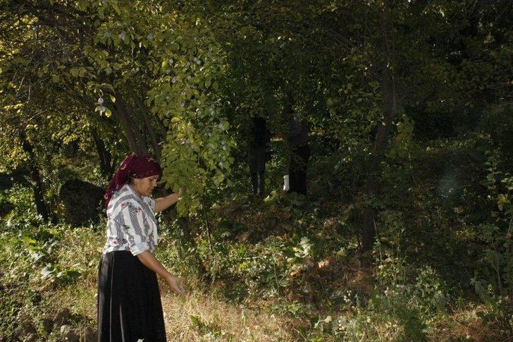 (özel) Beytüşşebap’ta Erik Hasadı Başladı G1