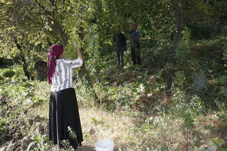 (özel) Beytüşşebap’ta Erik Hasadı Başladı G2