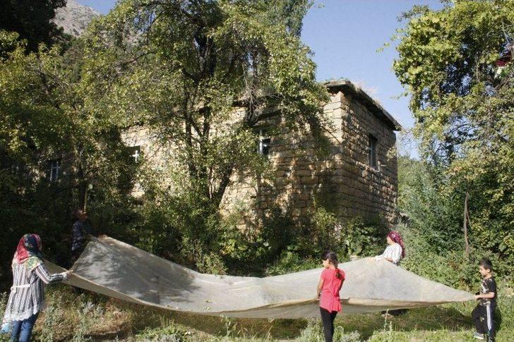 (özel) Beytüşşebap’ta Erik Hasadı Başladı G3