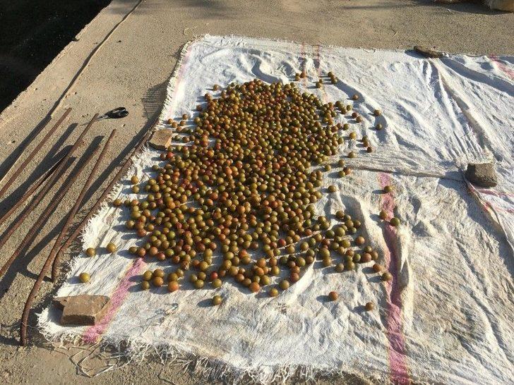 (özel) Beytüşşebap’ta Erik Hasadı Başladı G5