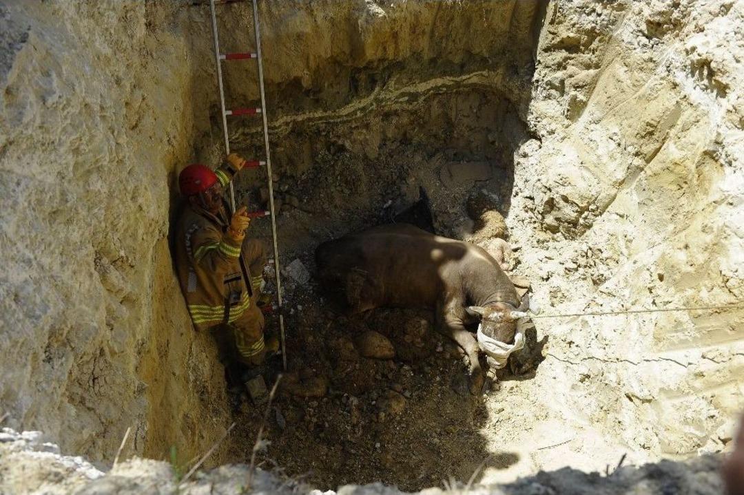 Kurbanlık Hayvan 5 Metrelik &Ccedil;ukura D&uuml;şt&uuml;