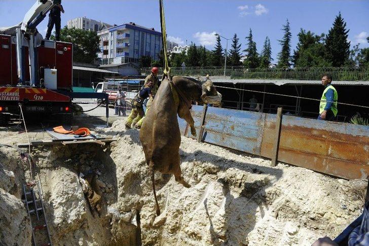 Kurbanlık Hayvan 5 Metrelik Çukura Düştü G2