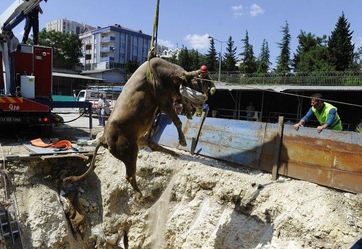 Kurbanlık Hayvan 5 Metrelik Çukura Düştü G3