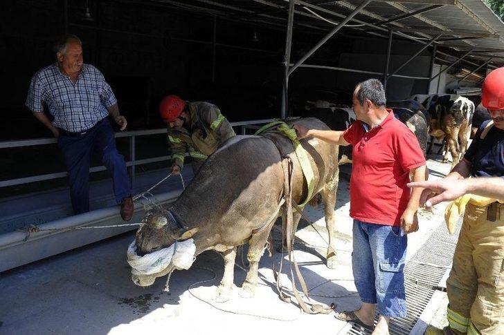 Kurbanlık Hayvan 5 Metrelik Çukura Düştü G5