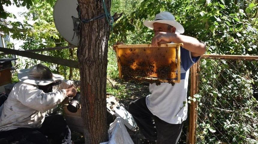 68 Yaşındaki Arıcı Engel Tanımıyor