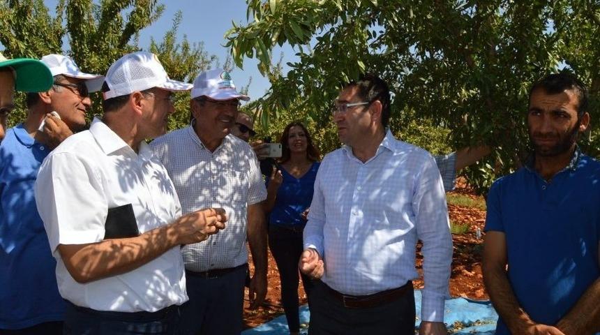 Besni&rsquo;de Badem Hasadı Başladı