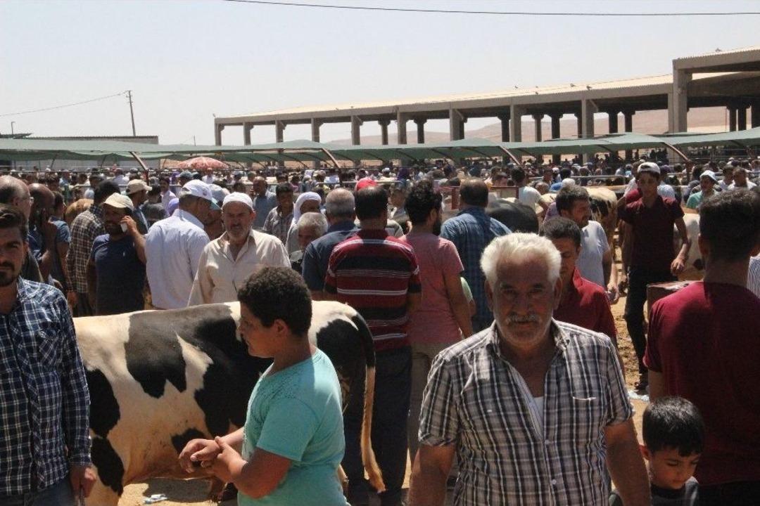 Hayvan Pazarında Arefe Yoğunluğu