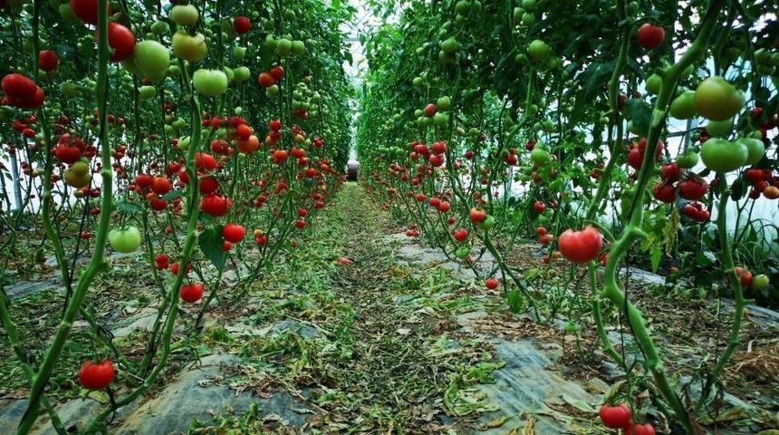 Büyükşehir’in Desteklediği Seracılıkta Verim Artıyor